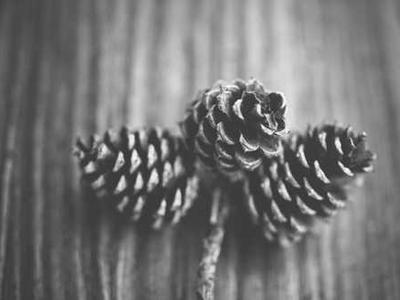 The surprising way plants can slow Arctic melt