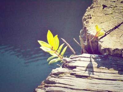 Simple menu tweak can nudge people into choosing climate-friendly food