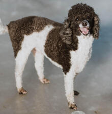 Christopher Rodriguez