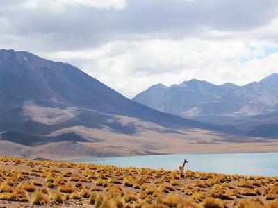Climate change is making trees grow larger in the Amazon rainforest