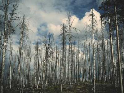 One of Earth’s most vital carbon sinks is faltering. Can we save it?