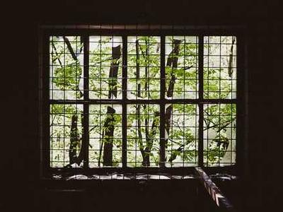 Toxic algae blighting South Australia could pose a global threat